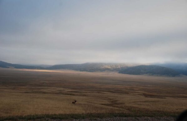 A lone elk grazes in a vast, open field under a cloudy sky,