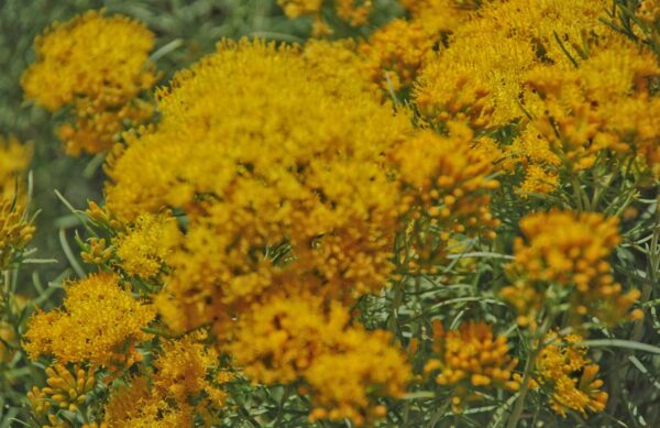 Bright yellow wildflowers clustered together